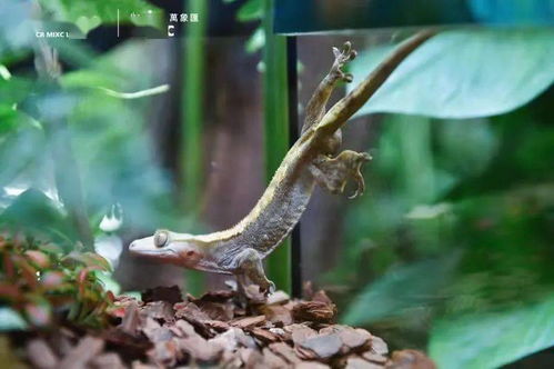 寧波市中心空降熱帶雨林 5000份水母、6000株植物與遠古生物共舞